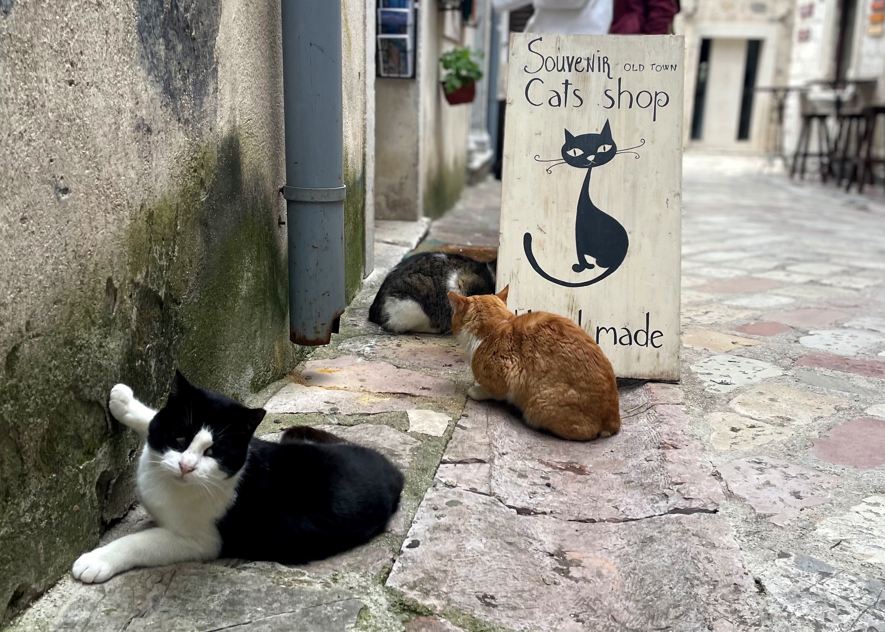Cat souvenir shops have sprung up around town