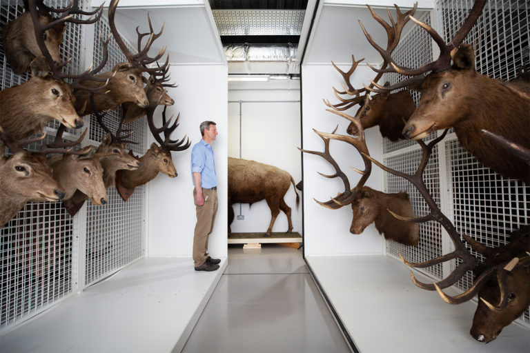 Dr Andrew Kitchener, the Principal curator for Vertebrates at the National Museum of Scotland, Edinburgh, pictured in the museum archives in Granton with taxidermy deer including the red deer (at left).