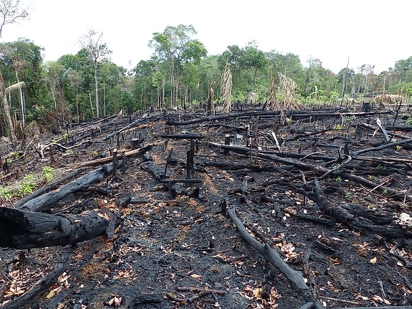 Destroyed tropical rainforest in Amazonia, Brazil.