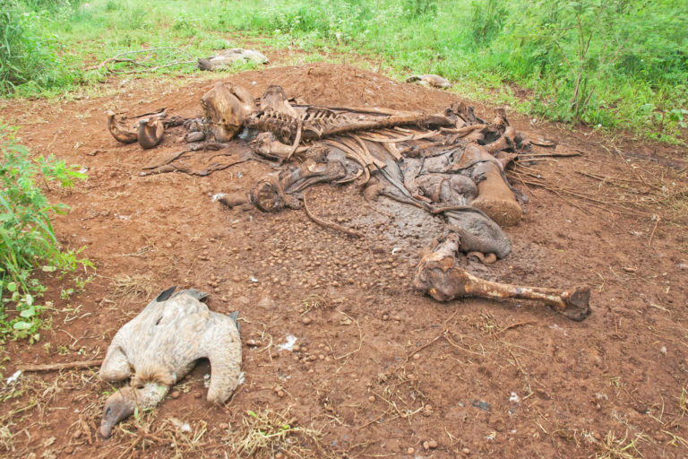 A dead vulture next to a dead elephant in southern Mozambique. The carcass had been laced with toxic farm poisons. Image courtesy Andre Botha