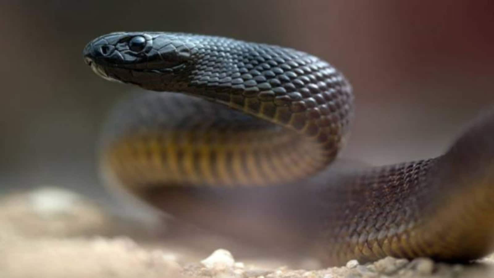 Inland Taipan