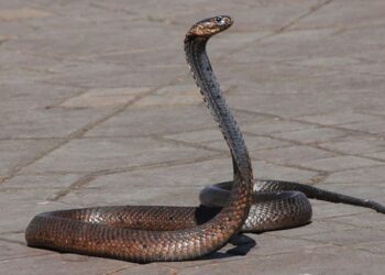 List of Top 10 Deadliest Snakes in World | Pragativadi