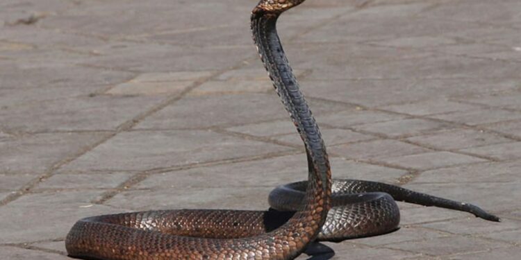 List of Top 10 Deadliest Snakes in World | Pragativadi