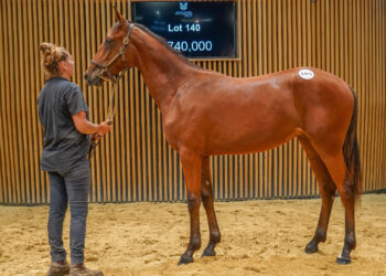 Yearling sets European record at Arqana-Trot Sale