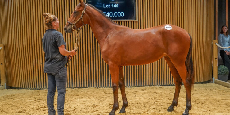 Yearling sets European record at Arqana-Trot Sale
