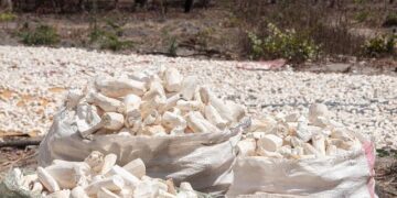 Zambia government’s neglect exposing more children to lead poison, HRW says – Al Jazeera English