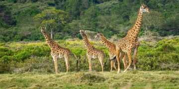 Movie in production about Tanzania ‘Miracle Kids’ and Sioux City – KTIV Siouxland’s News Channel