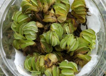 Scientists hope hungry weevils from Louisiana can tackle South Africa’s invasive water plants – Oil City Derrick