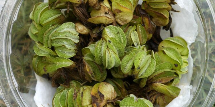 Scientists hope hungry weevils from Louisiana can tackle South Africa’s invasive water plants – Oil City Derrick