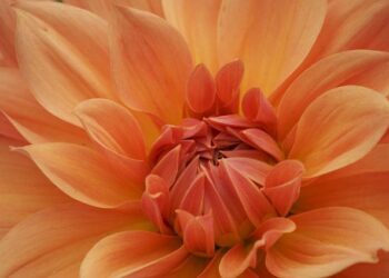 Orange Advancing Digital Financial Services in Burkina Faso with Comviva – Light Reading