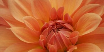 Orange Advancing Digital Financial Services in Burkina Faso with Comviva – Light Reading