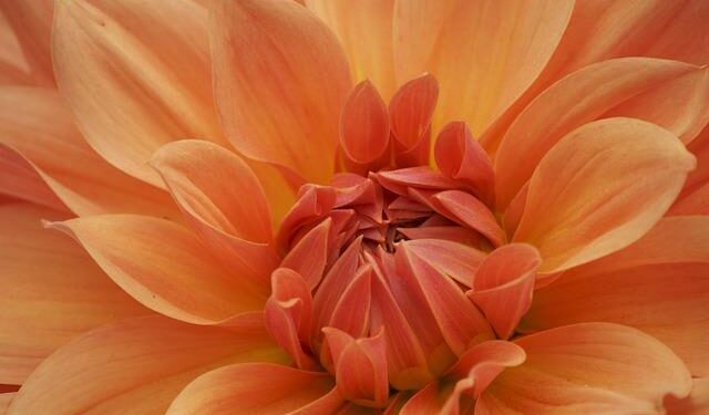 Orange Advancing Digital Financial Services in Burkina Faso with Comviva – Light Reading