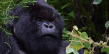 Rwanda is planning to attack – Burundi president – BBC.com