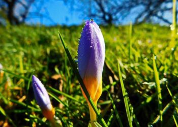 President Bailey leads SOU contingent to American Samoa – SOU News