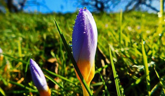 President Bailey leads SOU contingent to American Samoa – SOU News