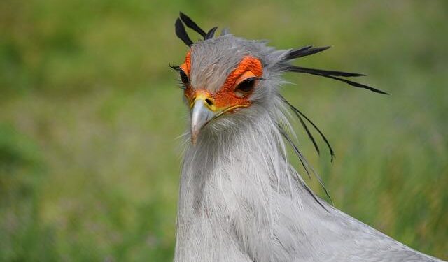 Pressrelease: NATO Secretary General meets the Prime Minister of Montenegro, 16-Dec.-2024 – NATO HQ