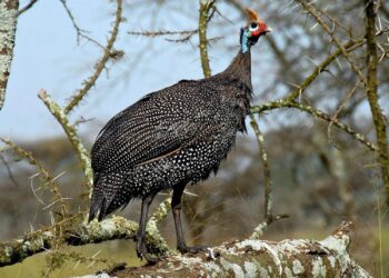 ‘On Becoming a Guinea Fowl’ Review: Watchful Eyes – The New York Times