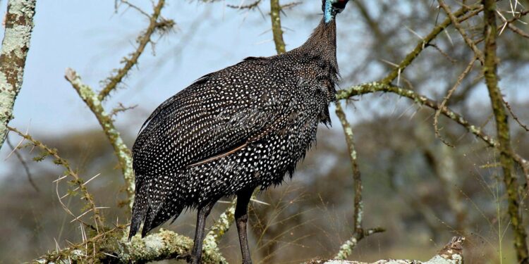 ‘On Becoming a Guinea Fowl’ Review: Watchful Eyes – The New York Times