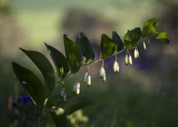 Solomon Islands: News outlet exposing corruption temporarily blocked by Facebook – Civicus