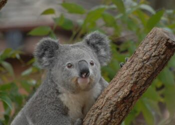 OCEANIA Papua New Guinea’s debt and that of the world – AsiaNews