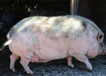 Massive structure was built in Madagascar 1,000 years ago. Now researchers may know why – Miami Herald