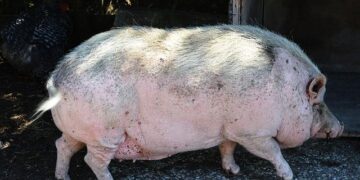 Massive structure was built in Madagascar 1,000 years ago. Now researchers may know why – Miami Herald