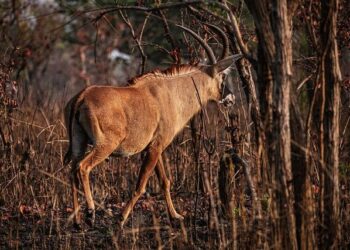 Cameroon’s Bouba Ndjidda National Park Is a Beacon of Hope for the Lion in Central Africa – WCS Newsroom