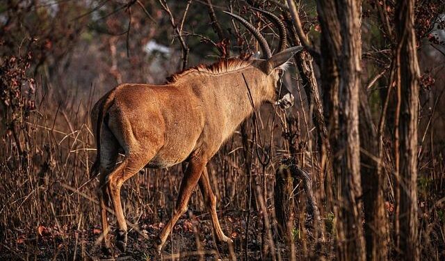 Cameroon’s Bouba Ndjidda National Park Is a Beacon of Hope for the Lion in Central Africa – WCS Newsroom