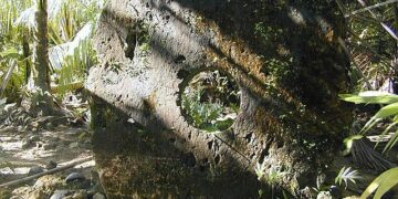 Yapese navigator plans to build a traditional Micronesian canoe on Hawai‘i Island – Hawaii Public Radio