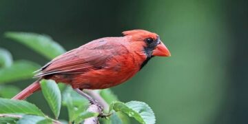Cardinal Parolin urges EU bishops to foster peace, dialogue, unity – Vatican News