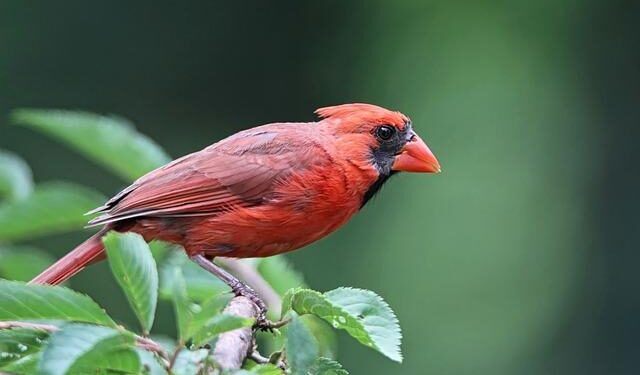 Cardinal Parolin urges EU bishops to foster peace, dialogue, unity – Vatican News