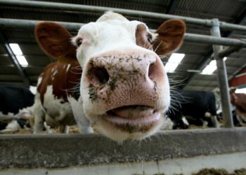 Slovakia takes emergency measures following three cases of foot-and-mouth disease – National Hog Farmer