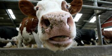 Slovakia takes emergency measures following three cases of foot-and-mouth disease – National Hog Farmer