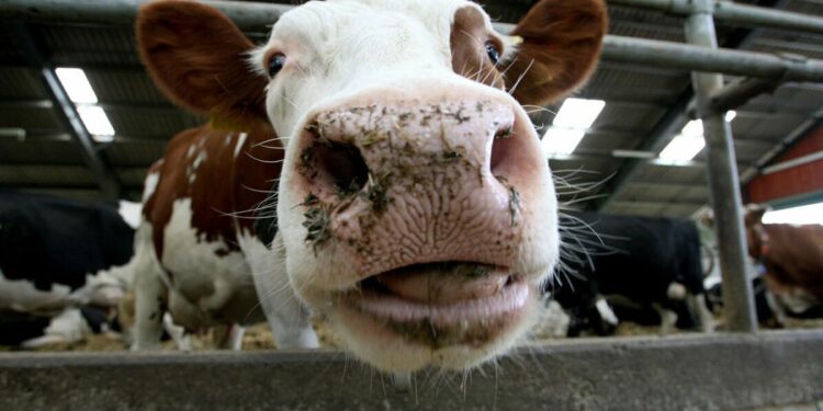 Slovakia takes emergency measures following three cases of foot-and-mouth disease – National Hog Farmer