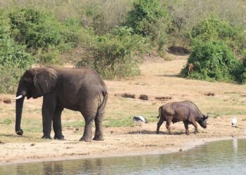 East Africa: ‘JP Morgan in Kenya helps make the market vibrant,’ says Equity CEO James Mwangi – The Africa Report.com