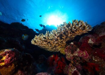 New research expedition to study midwater ecosystems across American Samoa – Baird Maritime