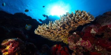 New research expedition to study midwater ecosystems across American Samoa – Baird Maritime