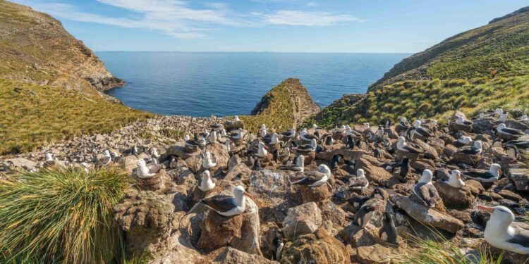 Falklands and Gibraltar will remain British, Keir Starmer pledges – BBC