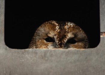 Estonia to Europe: Trump is right ― it’s time to pay more for defense – politico.eu