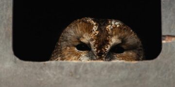 Estonia to Europe: Trump is right ― it’s time to pay more for defense – politico.eu