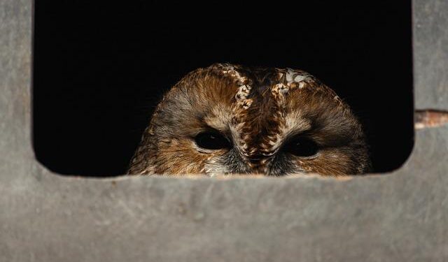 Estonia to Europe: Trump is right ― it’s time to pay more for defense – politico.eu