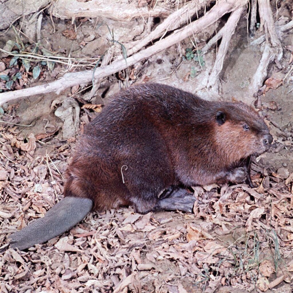 Eager beavers: rodents engineer Czech wetland project after years of human delay – The Guardian