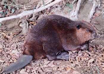 Eager beavers: rodents engineer Czech wetland project after years of human delay – The Guardian