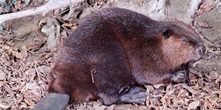 Eager beavers: rodents engineer Czech wetland project after years of human delay – The Guardian