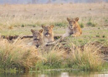 Zambia withdraws four NWSL players from matches in China over United States ‘travel measures’ – The New York Times