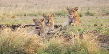 Zambia withdraws four NWSL players from matches in China over United States ‘travel measures’ – The New York Times