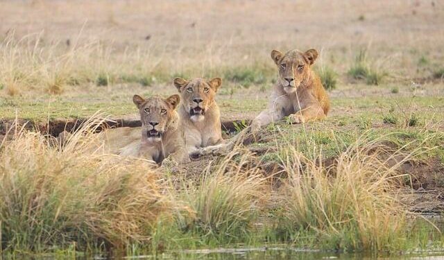 Zambia withdraws four NWSL players from matches in China over United States ‘travel measures’ – The New York Times
