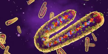 Fight or Flight — Facing the Marburg Outbreak in Rwanda – NEJM