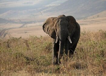 Conservation nonprofit looks to fill 150 positions in Hawaii, American Samoa – Hawaii News Now