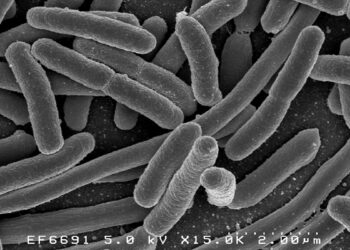 Twelve E. coli cases under investigation in Latvia – Food Safety News